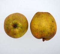 Vinter Guld Pearmain, æble